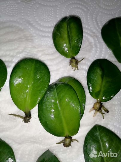 Зензи/жук листы. Замиокулькас