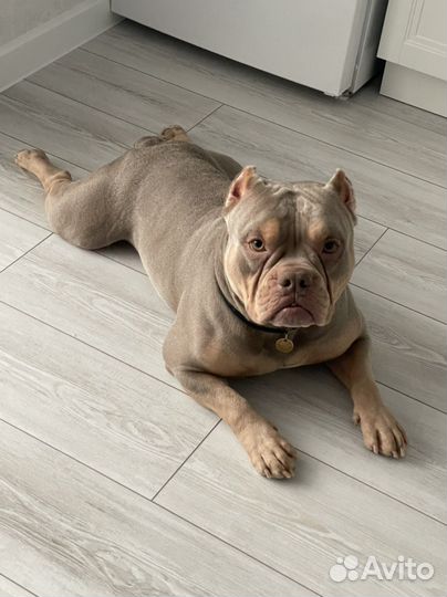 Американский булли