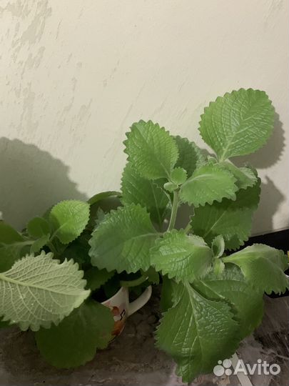 Плектрантус / комнатная мята (домашняя мята )