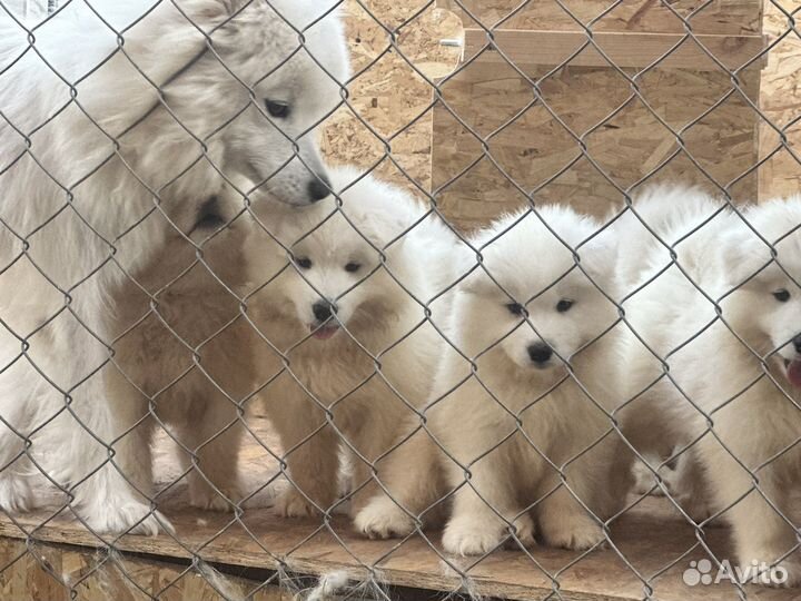 Щенки самоеда казань