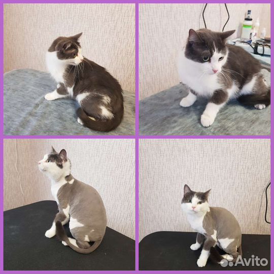 Грумер собак и кошек