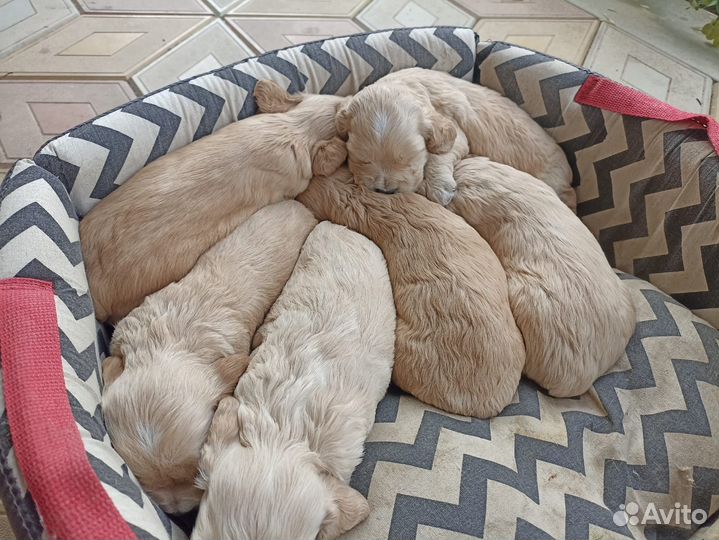 Щенки американского кокер спаниеля