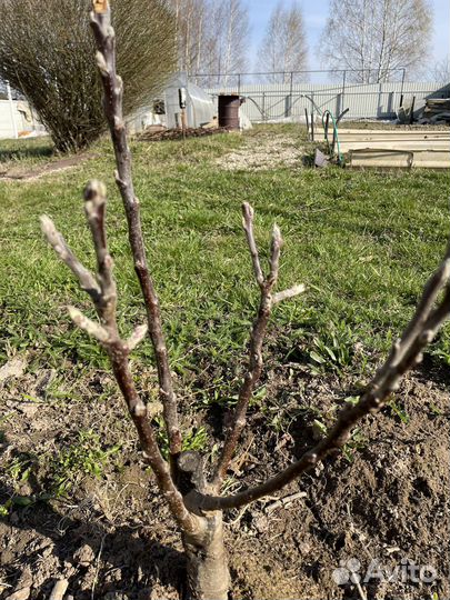 Саженцы яблони 5 лет