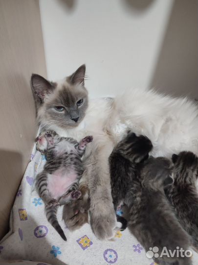 Кошки в добрые руки