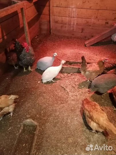 Куры несушки оптом