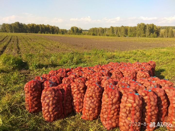 Продам картофель