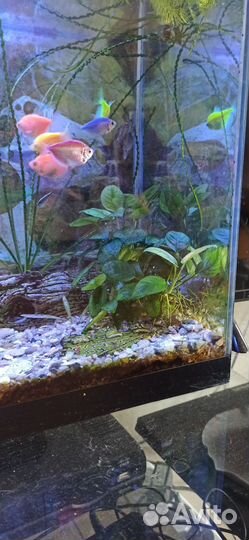 Аквариум