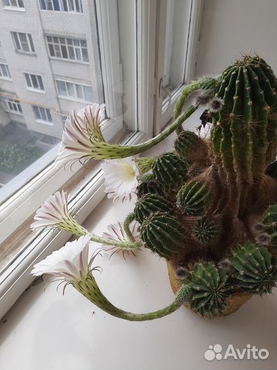 Комнатные цветы отростки