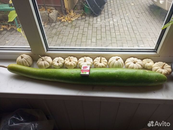 Семена лагенарии