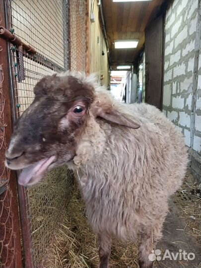 Курдючный баран