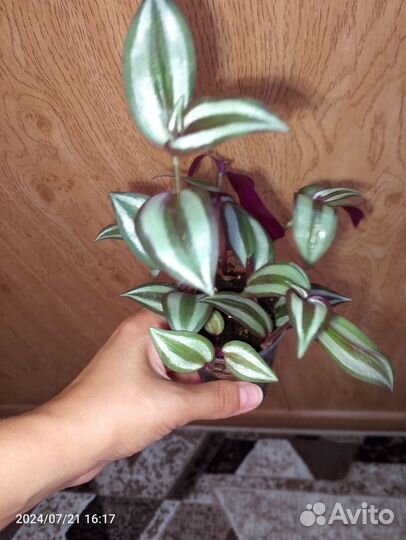 Традесканция