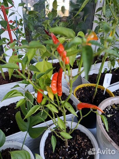 Семена острого перца