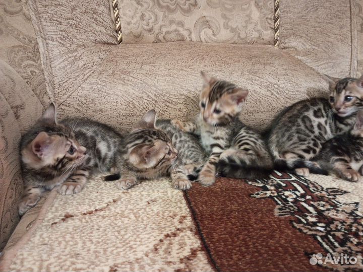 Бенгальские котята