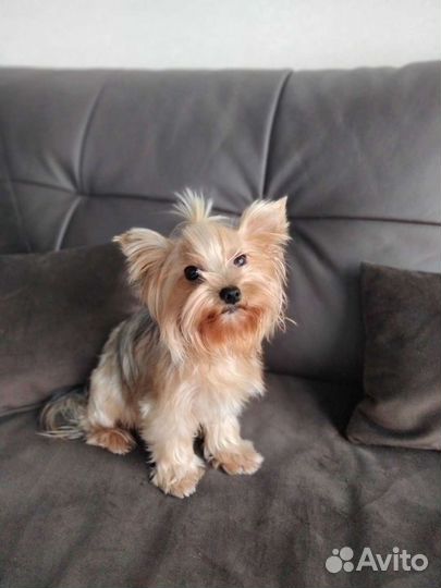 Йоркширский терьер