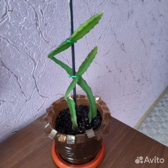 Эпифиллум красный