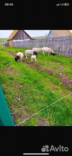 Овцы Дорпер