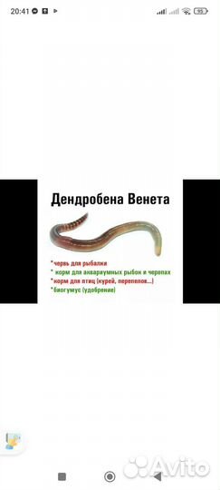 Червь дендробена 1.5-2г