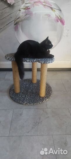 Когтеточка