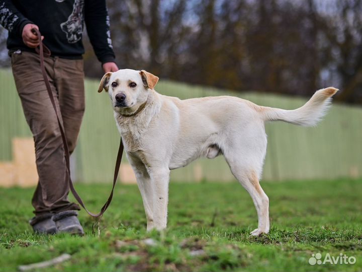 Собака Тобби метис лабрадора ищет самый лучший дом