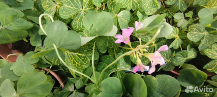 Кислица мартианская оксалис зеленый (редкий сорт)