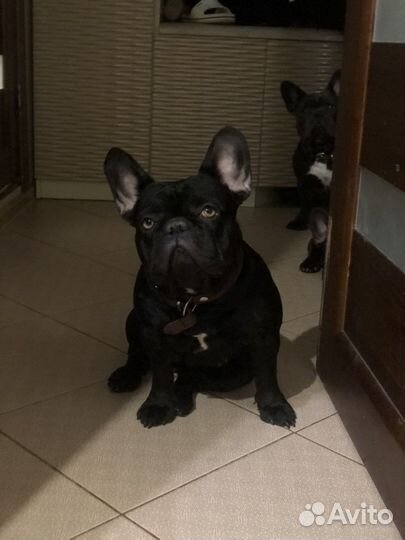 Французский бульдог