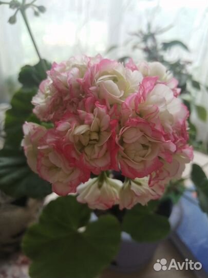 Пеларгония герань сортовая