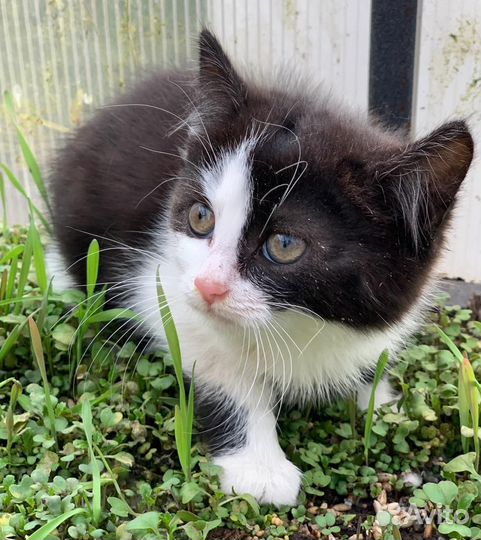 Котята 2 месяца