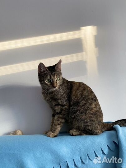 Коша в добрые руки