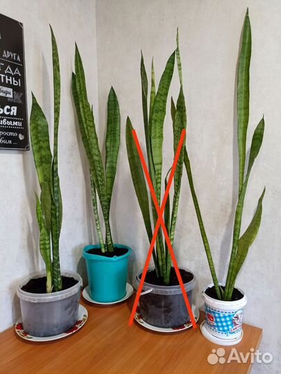 Сансевиерия (Щучий хвост)