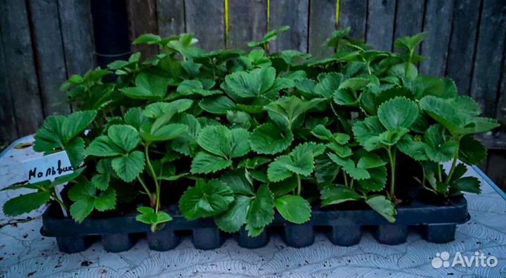 Рассада клубники Мальвина