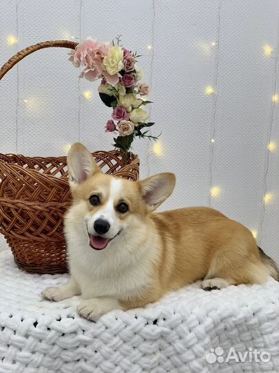 Стрижка собак ЖК Юбилейный квартал