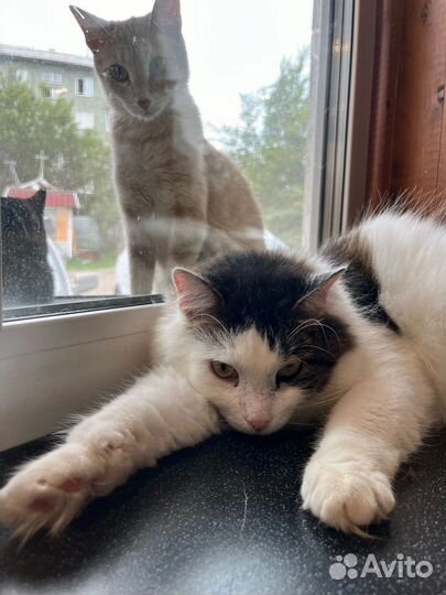 Шикарный Кузя ищет Дом