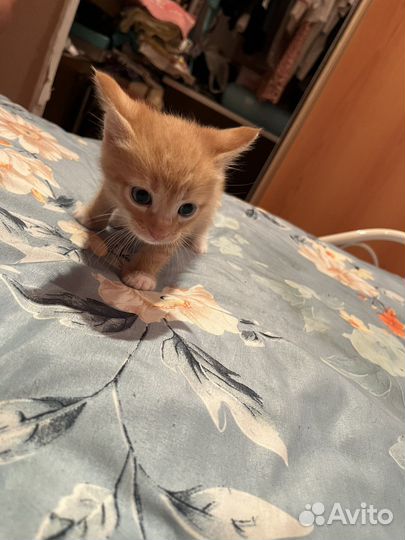 Котики бесплатно в добрые руки