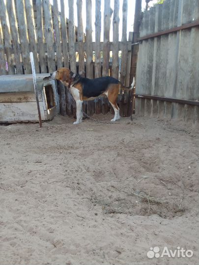 Вязка Русская пегая. Кабель