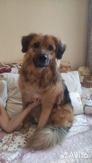 Собаке нужен дом