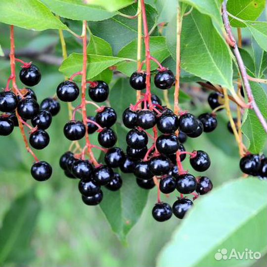 Саженцы Черемухи