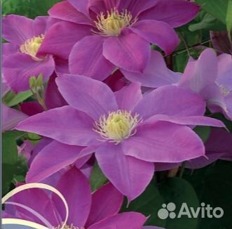 Клематис Балтик Вэйвз Новинка Цветы размером 24-28