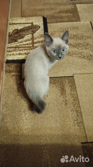 Котенок девочка