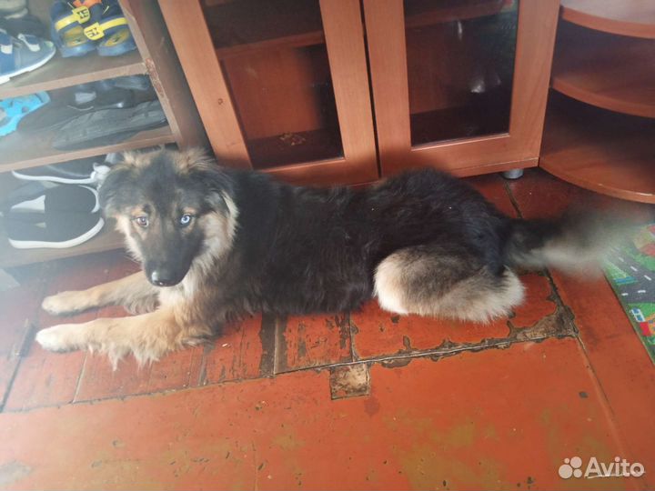 Отдам щенков в хорошие руки