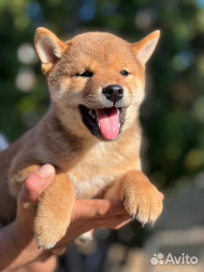 Щенки сиба ину