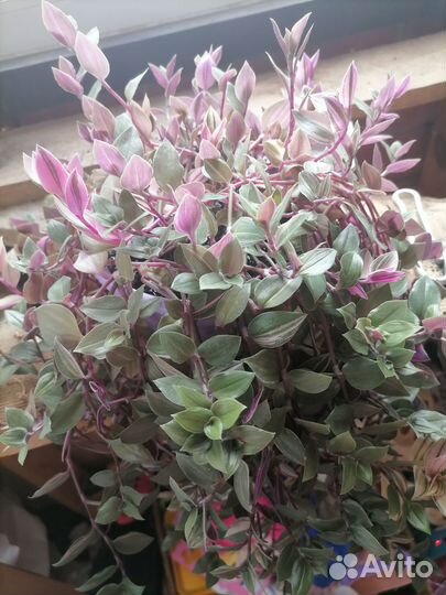 Комнатные цветы отростки