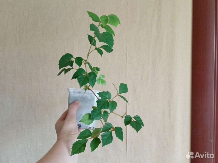 Цветы комнатные