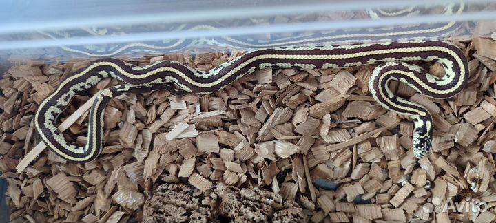 Змея маисовый полоз