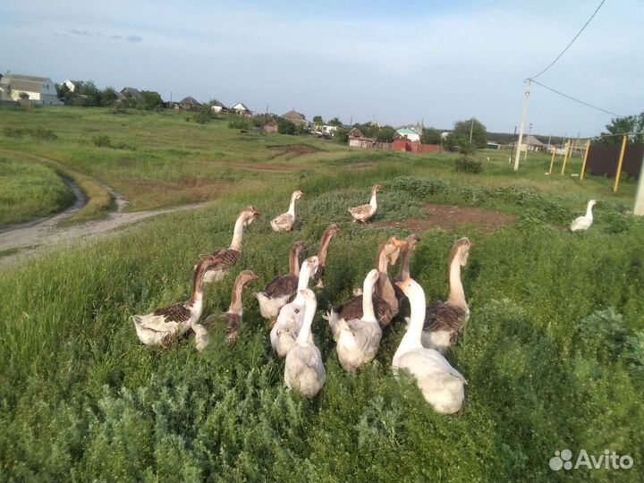 Гуси домашние на племя