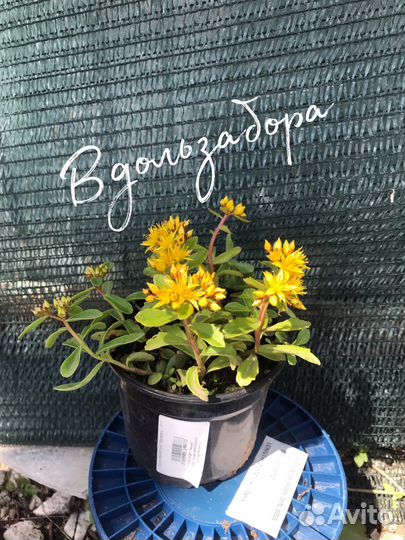 Седум (очиток) камчатский Карамель