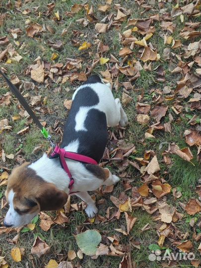 Собака Бигль девочка