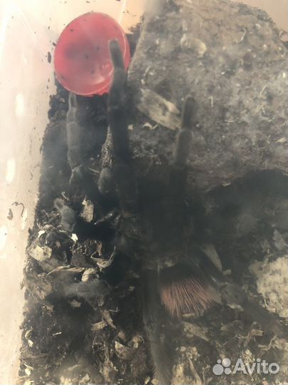 Паук птицеед