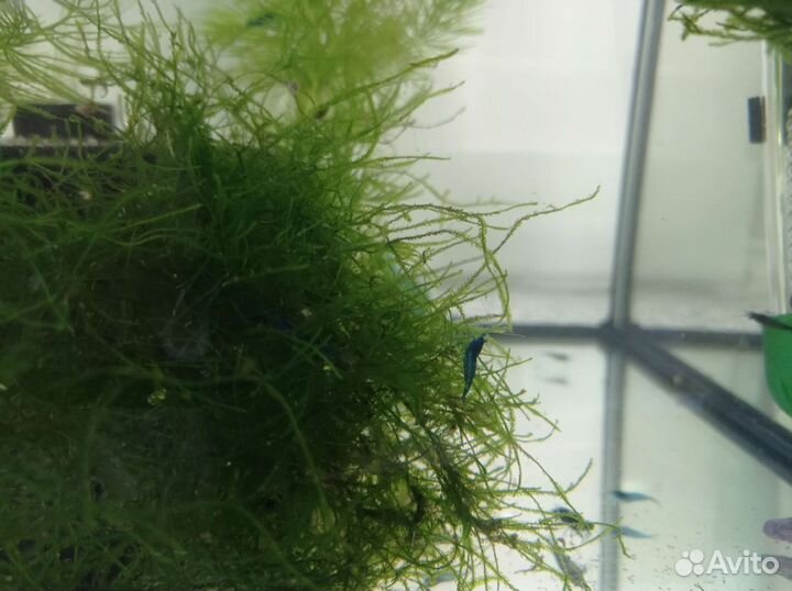 Аквариумные обитатели