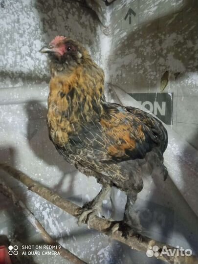 Бегунки утята