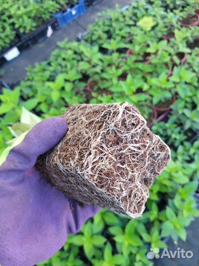 Гортензия метельчатая